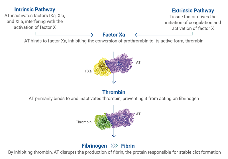 Image showing how AT disrupts the production of fibrin which destabilizes clot formation